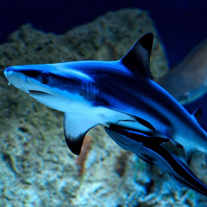 Oceanarium w Kołobrzegu